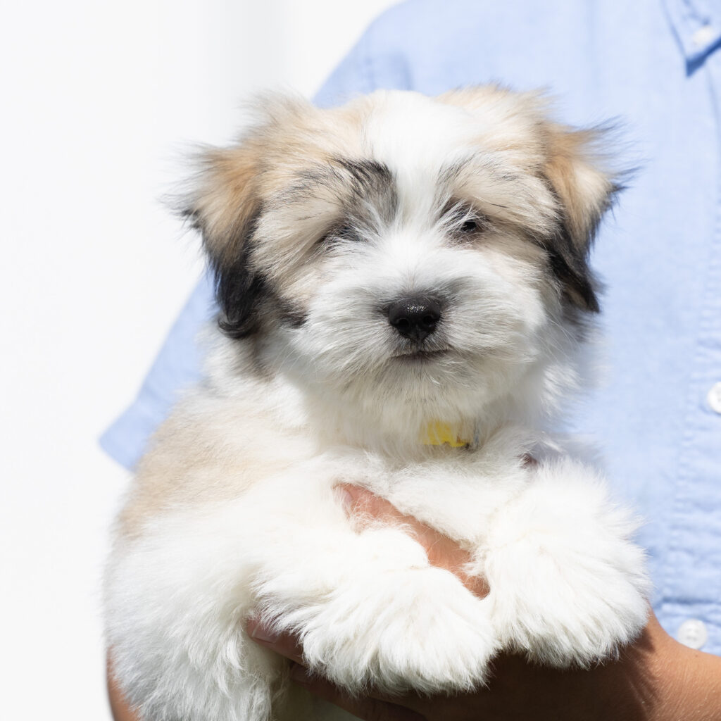 small black and white dog coton de tulear