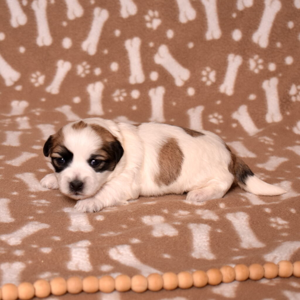 small black and white dog coton puppy
