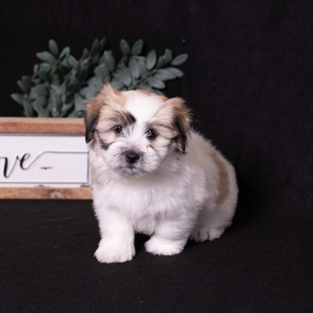 small black and white dog for sale