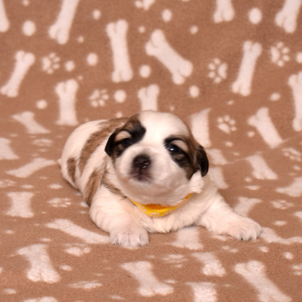 small black and white dog for sale