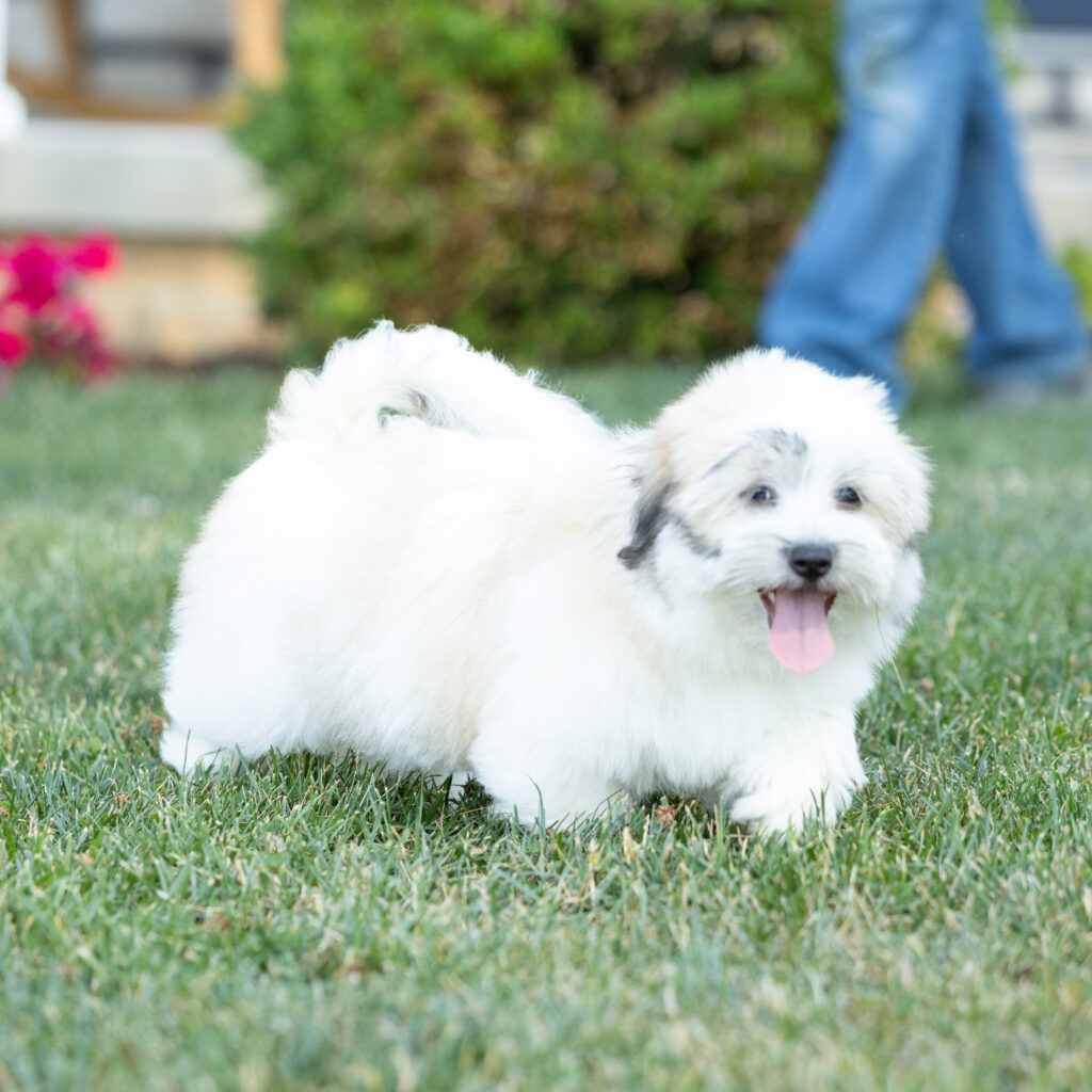 small black and white dog for sale