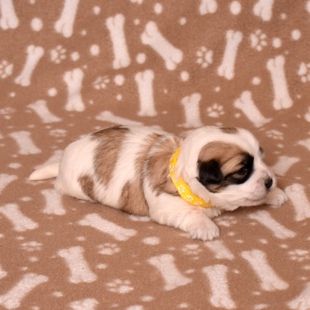 small black and white dog for sale lancaster pa