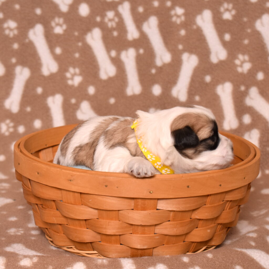 small black and white dog for sale near me