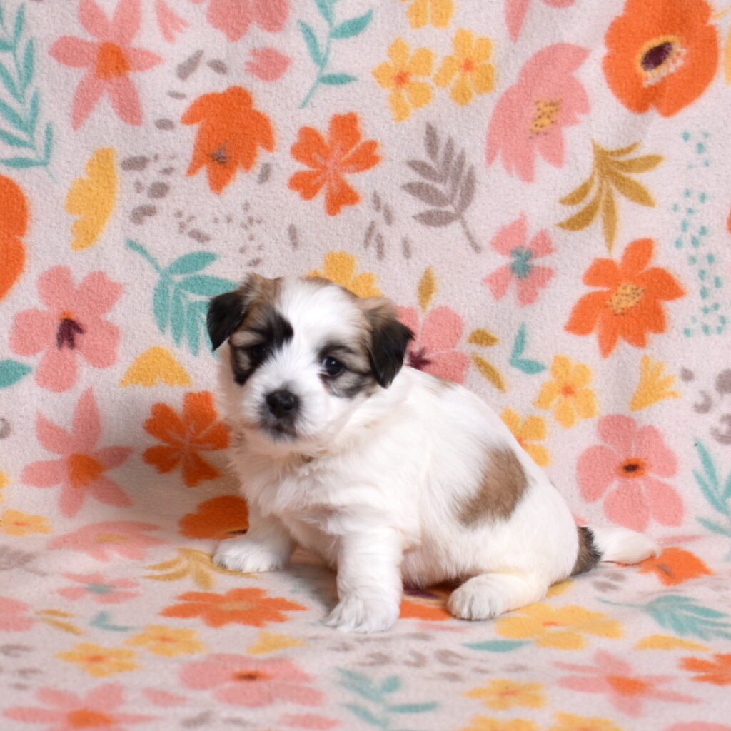 small black and white dog for sale pa