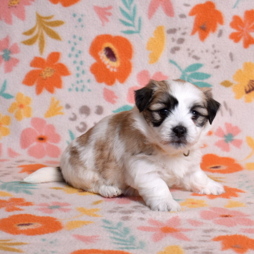 small black and white dog lancaster pa for sale