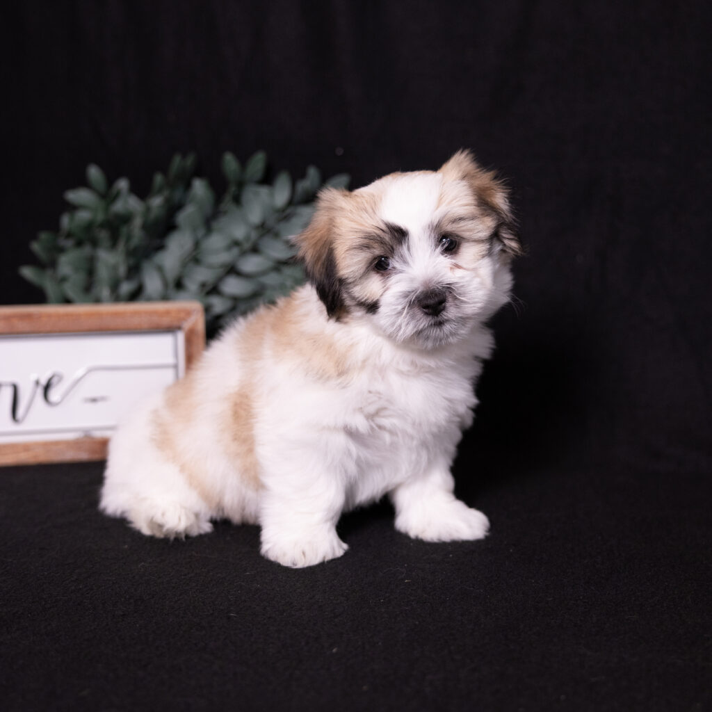 small black and white dog puppies