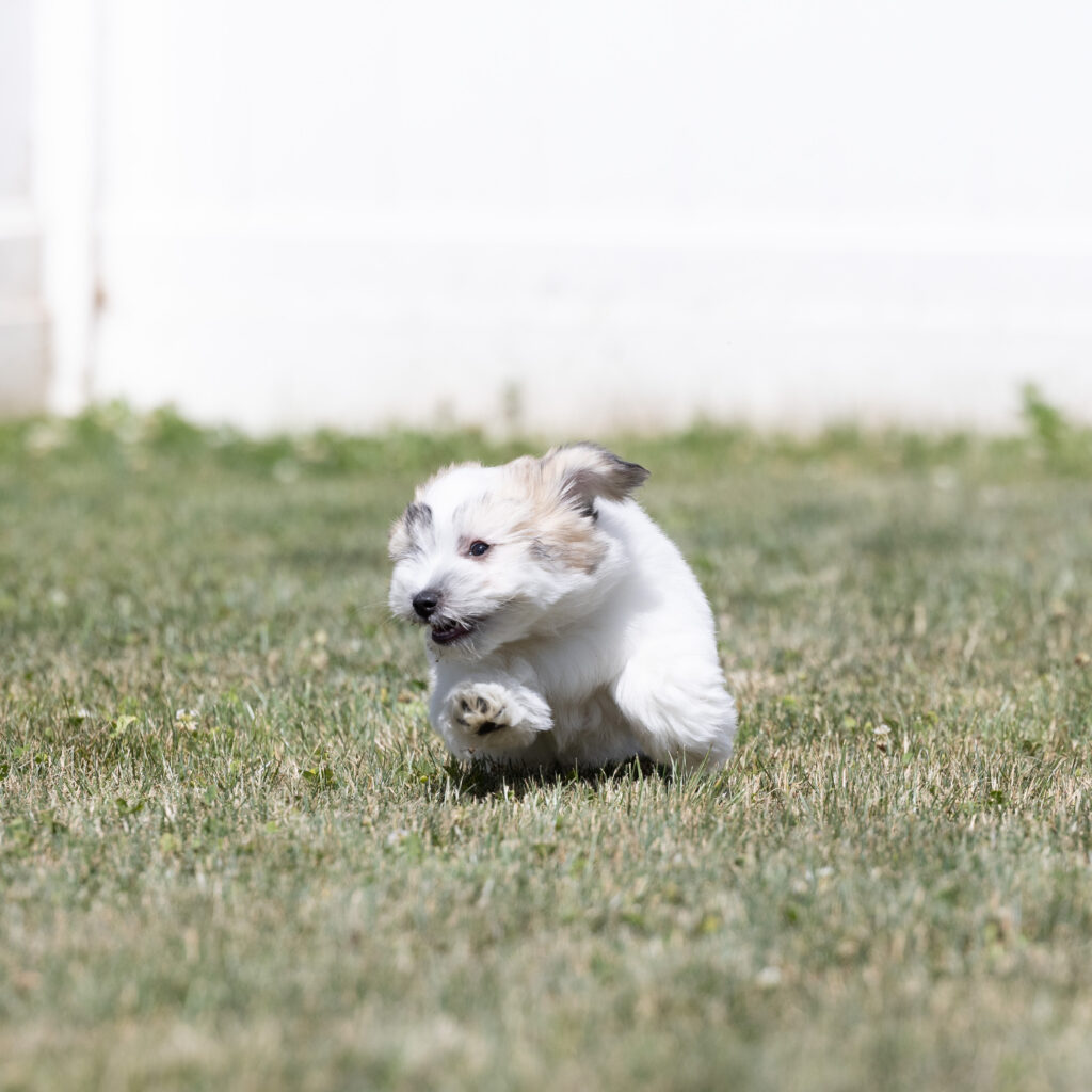 small black and white dog puppy