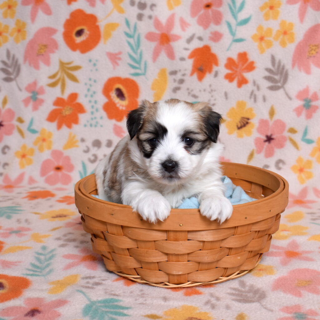 small black and white dog puppy breeds