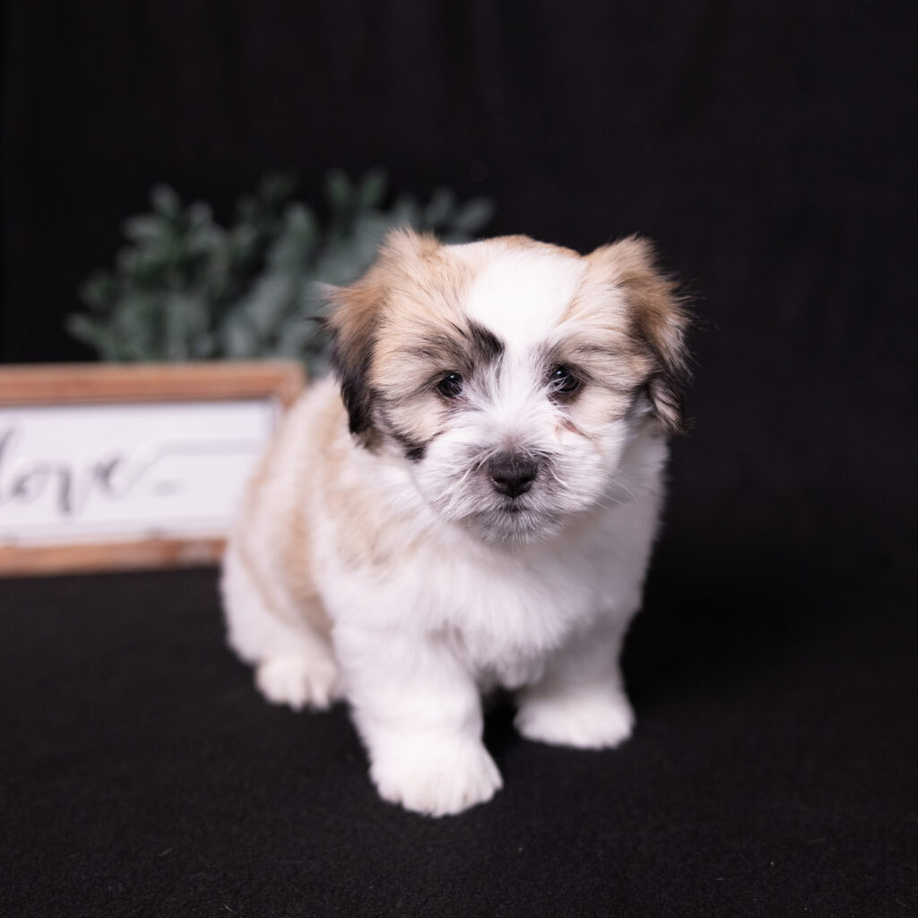 small black and white dog puppy for sale