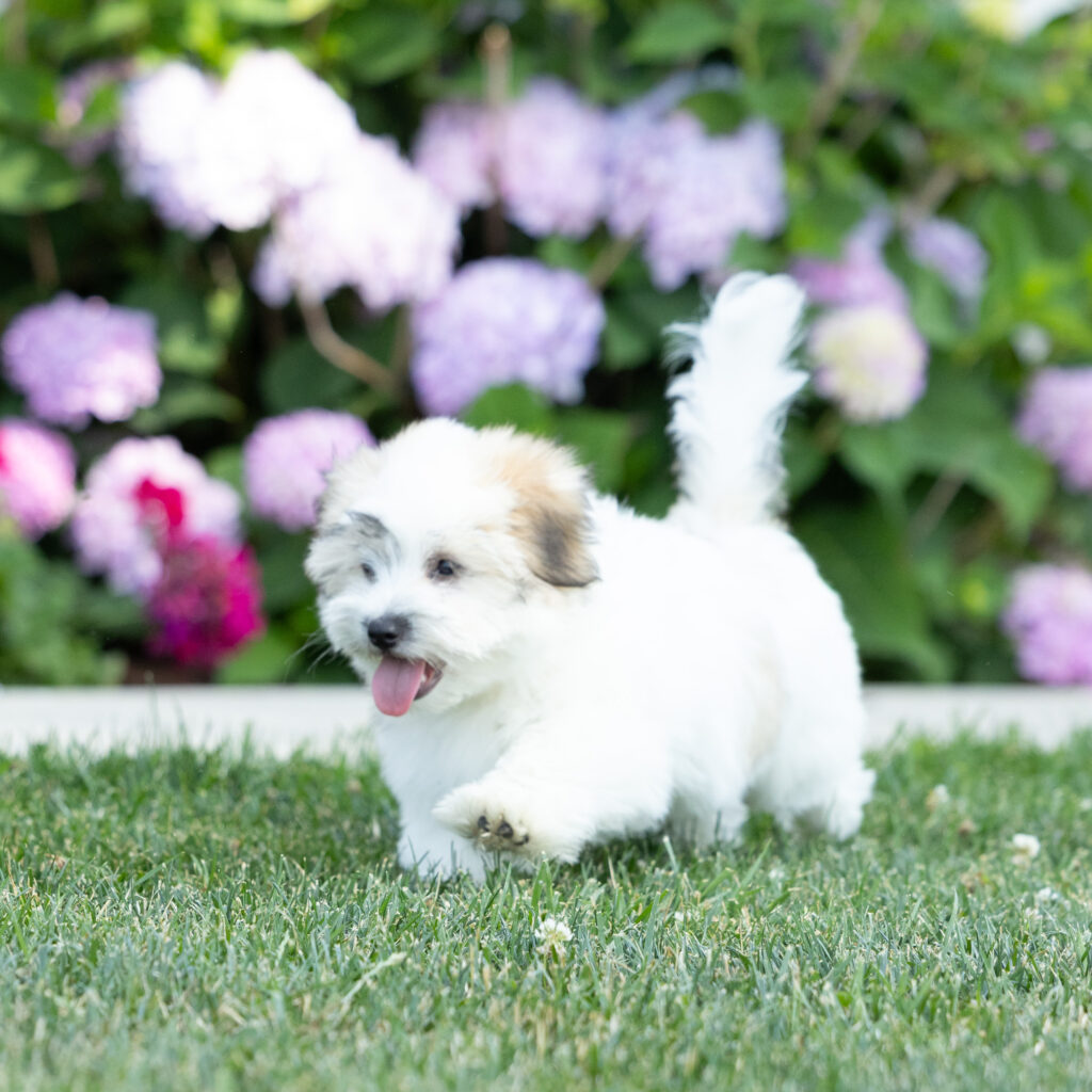 small black and white dog pupy