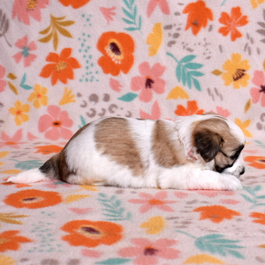 small hypoallergenic dogs