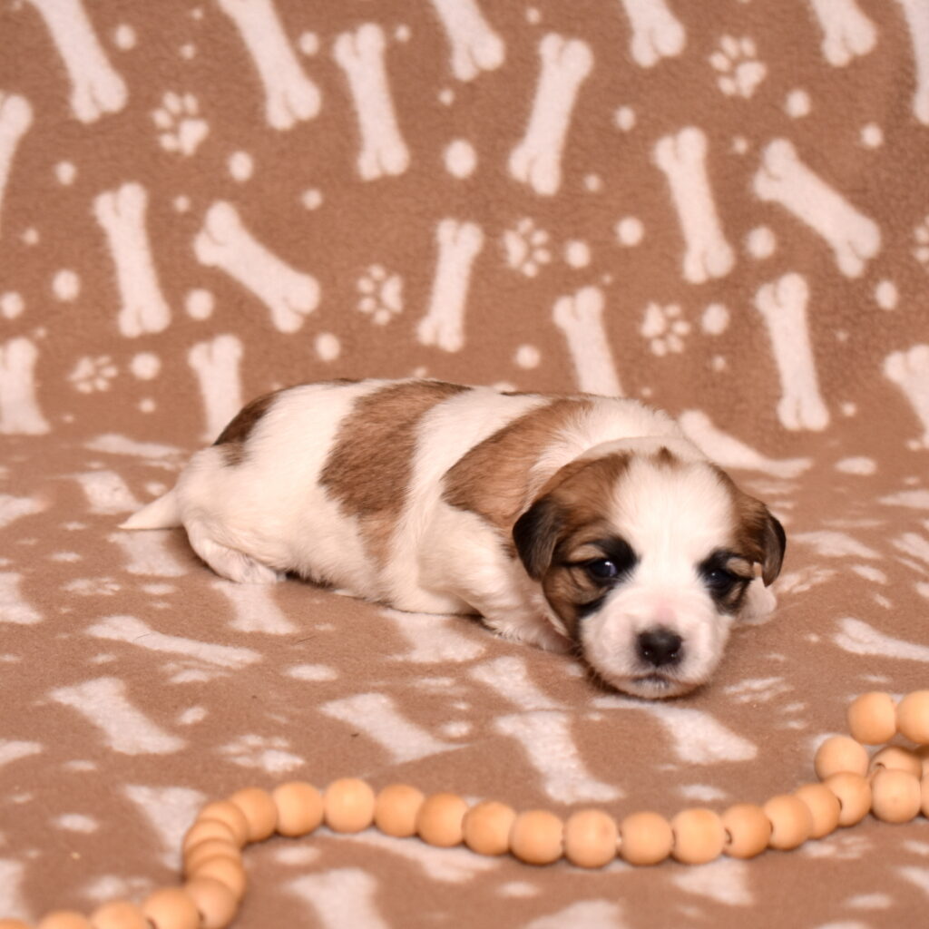 small hypoallergenic dogs