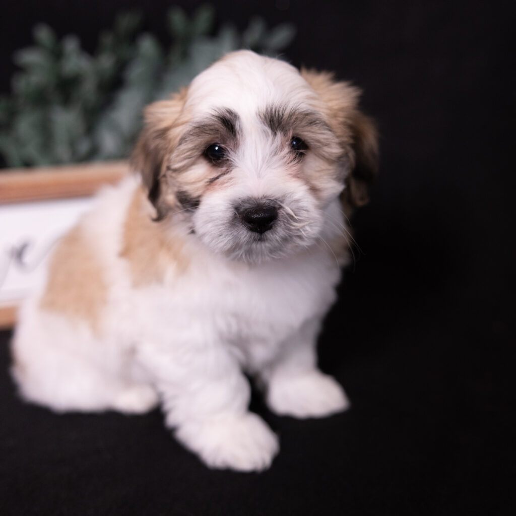 small hypoallergenic dogs