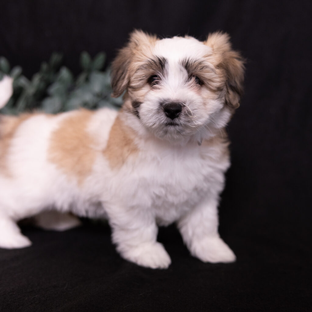 small hypoallergenic dogs coton de tulear
