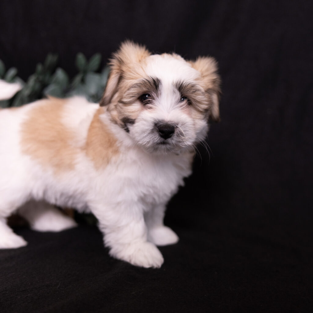 small hypoallergenic dogs coton puppies