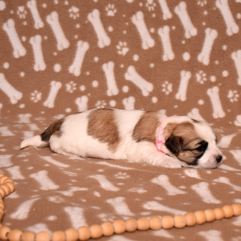 small hypoallergenic dogs coton puppy