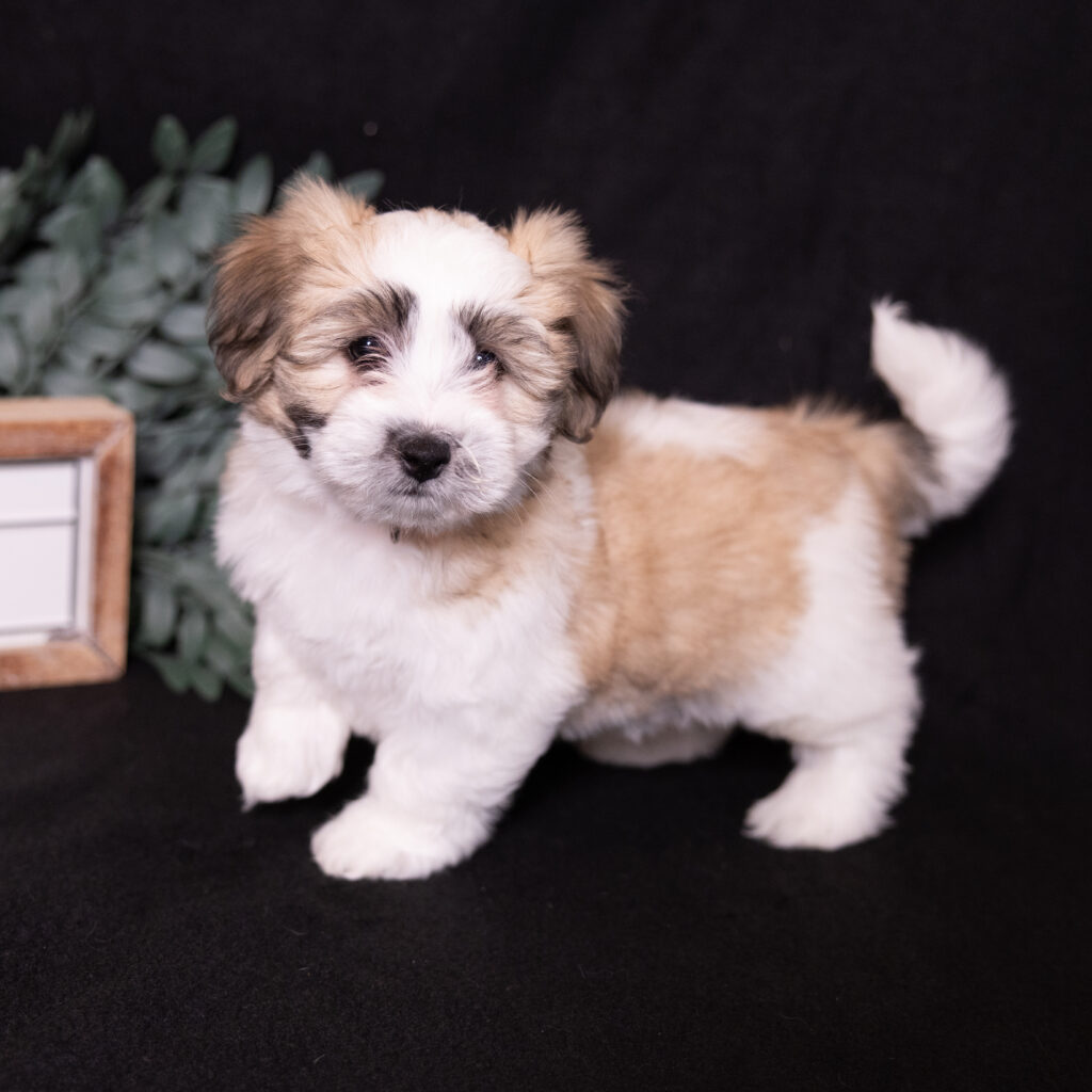 small hypoallergenic dogs for sale