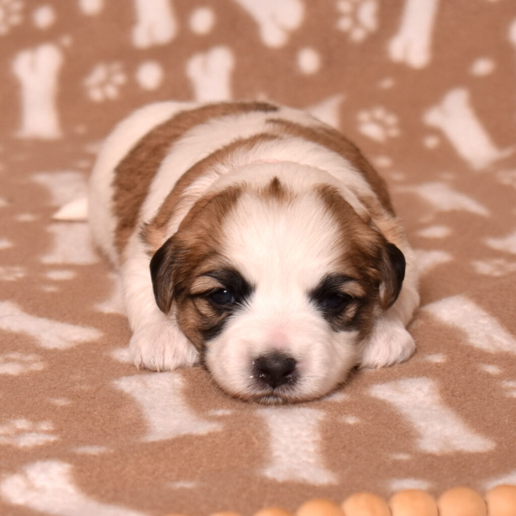 small hypoallergenic dogs for sale