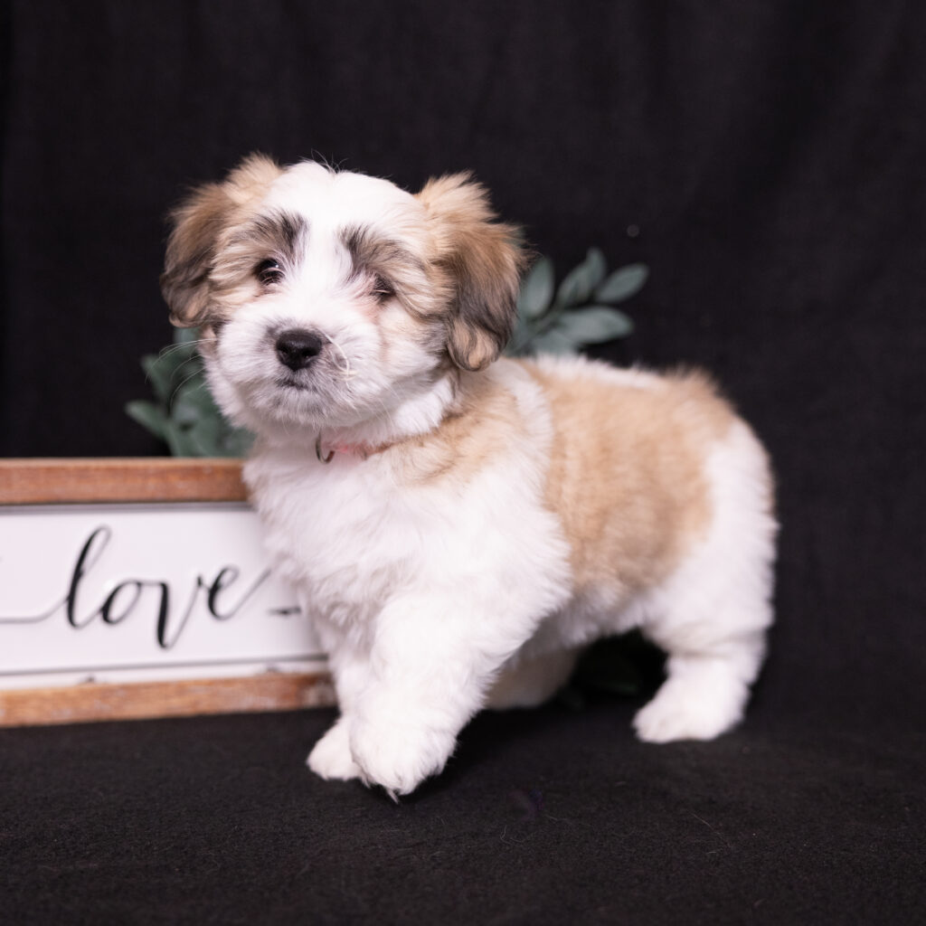 small hypoallergenic dogs for sale lancaster pa