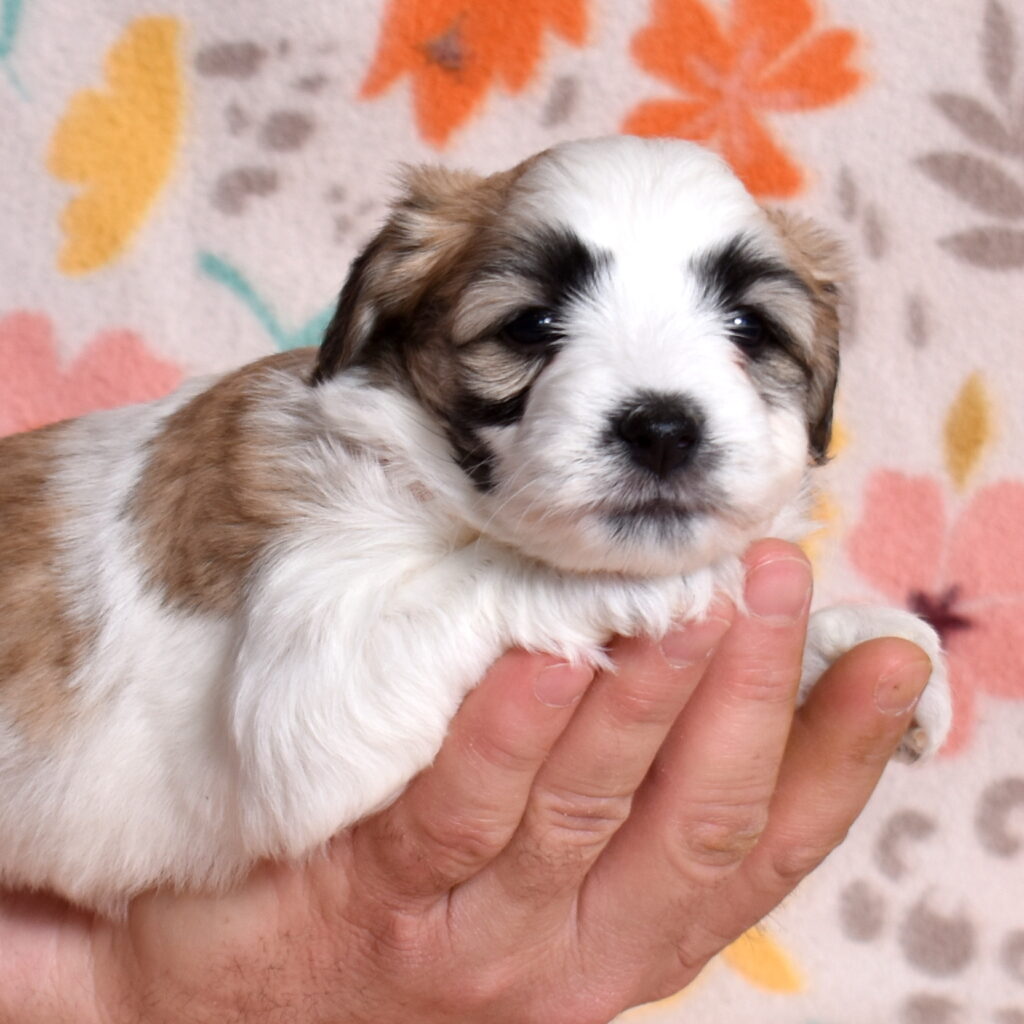 small hypoallergenic dogs for sale lancaster pa