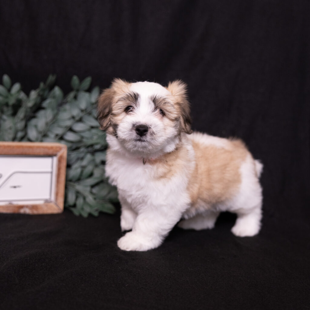 small hypoallergenic dogs for sale near me