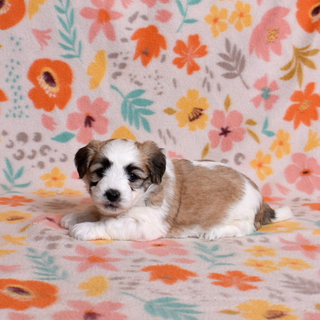 small hypoallergenic dogs for sale near me