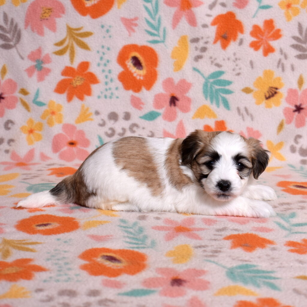 small hypoallergenic dogs for sale pa