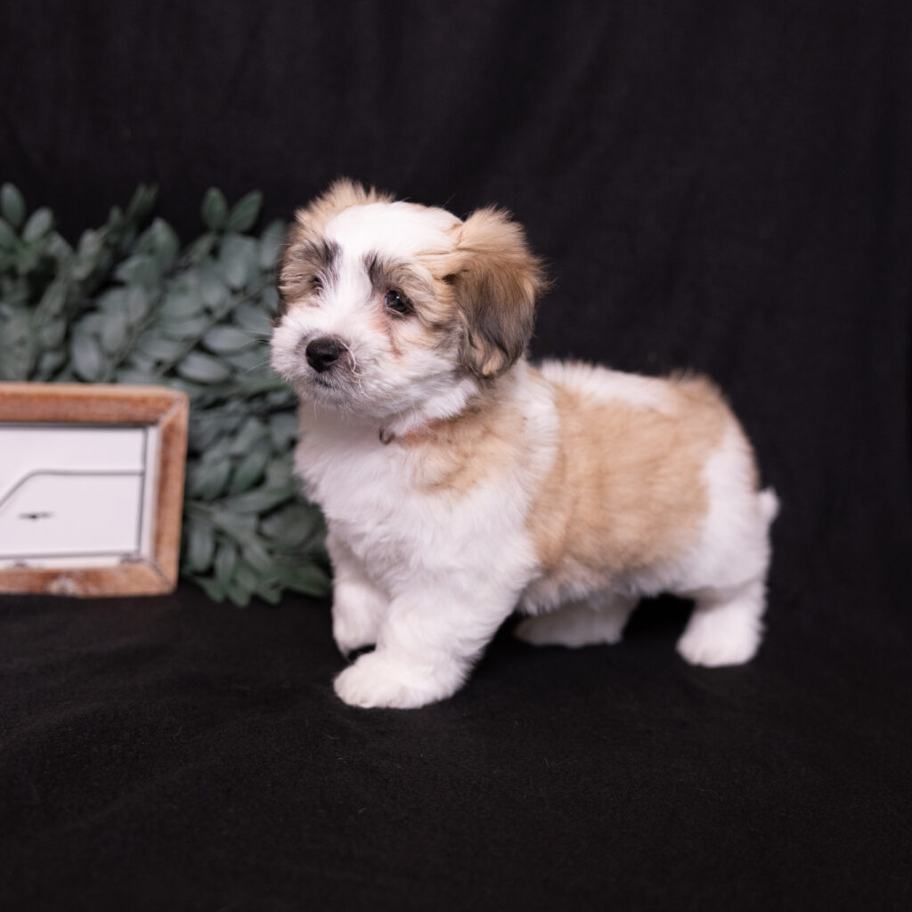 small hypoallergenic dogs lancaster
