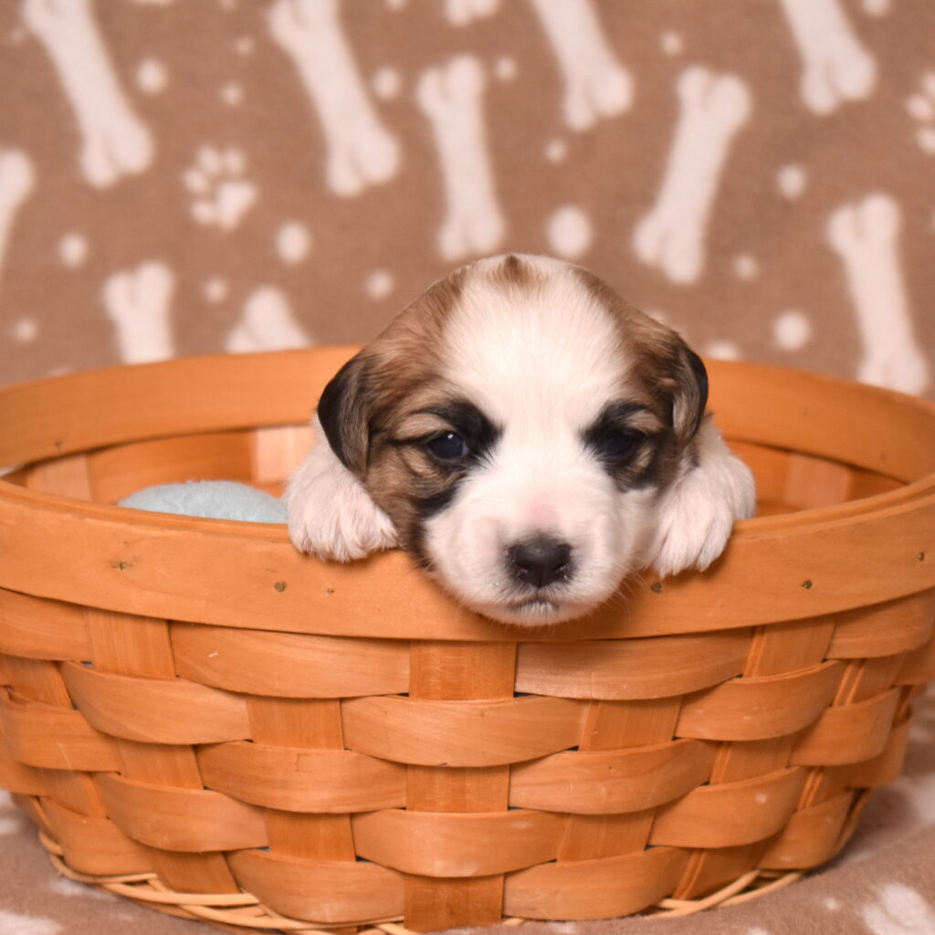 small hypoallergenic dogs lancaster pa