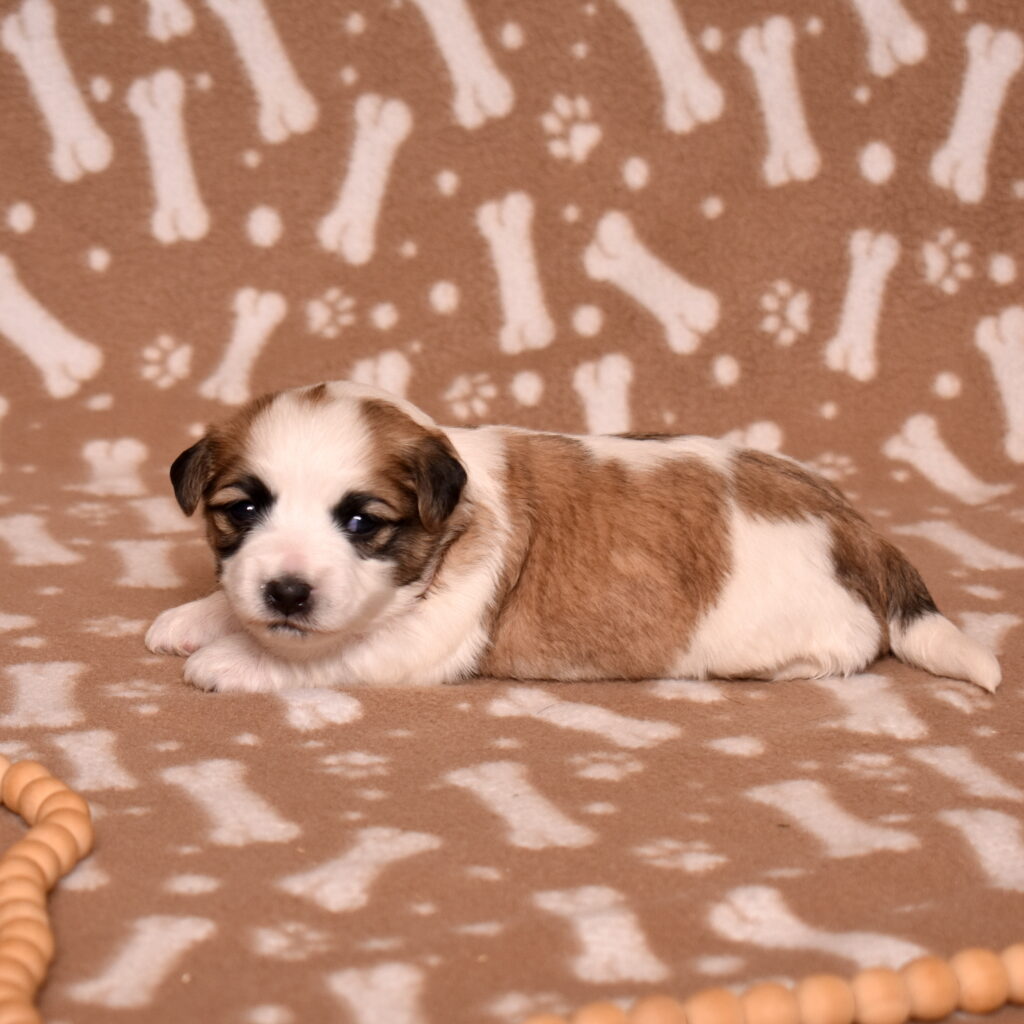 small hypoallergenic dogs little stream puppies