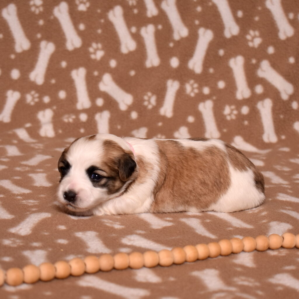 small hypoallergenic dogs near me