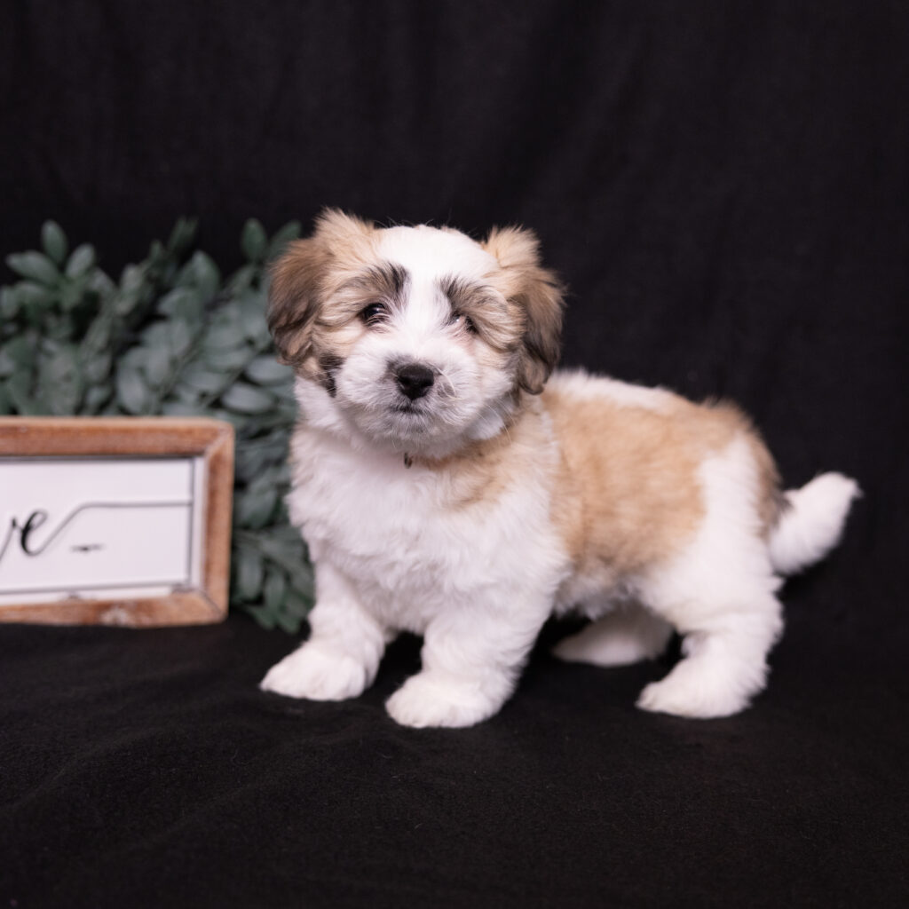 small hypoallergenic dogs near me for sale