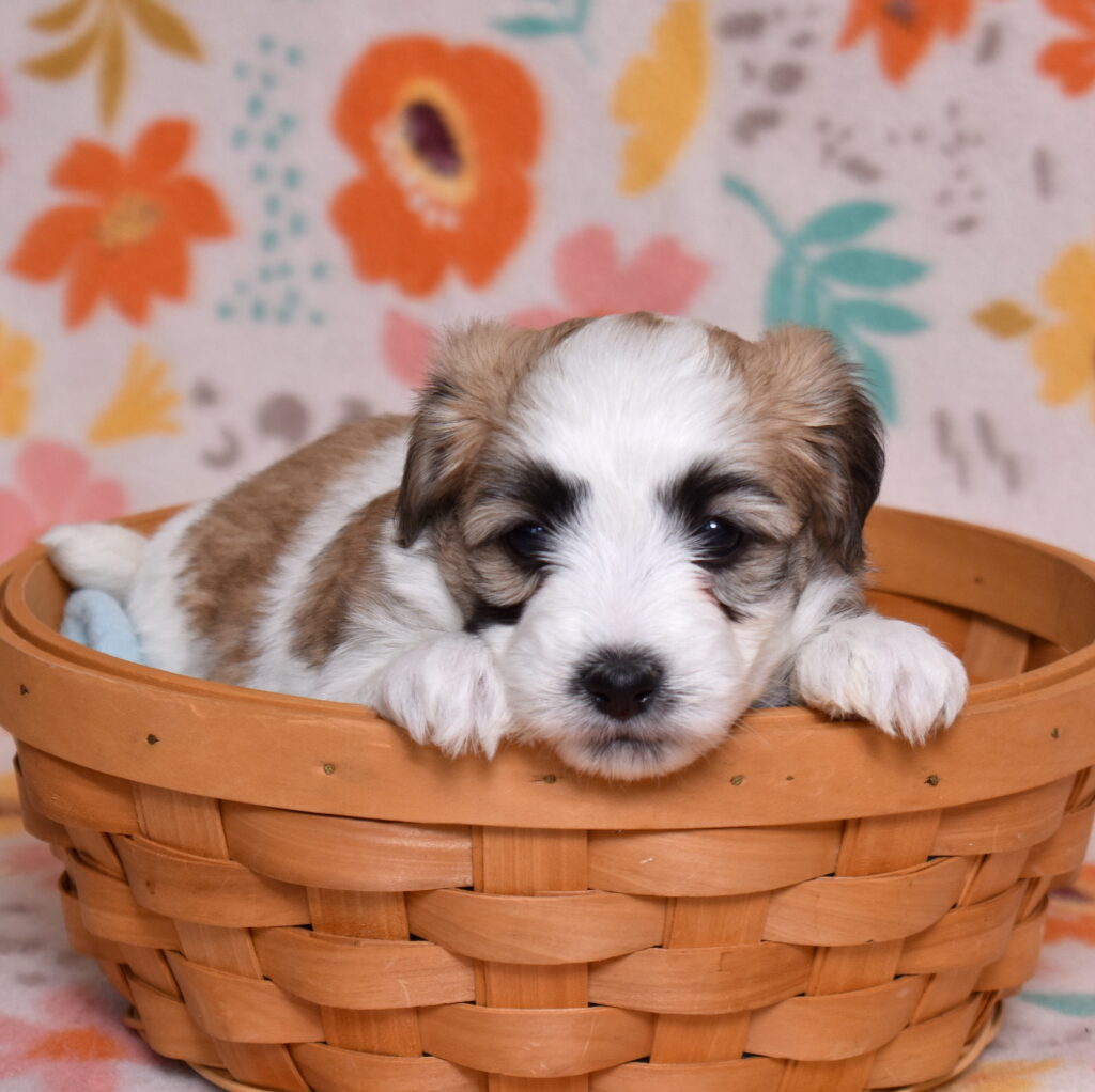 small hypoallergenic dogs puppies