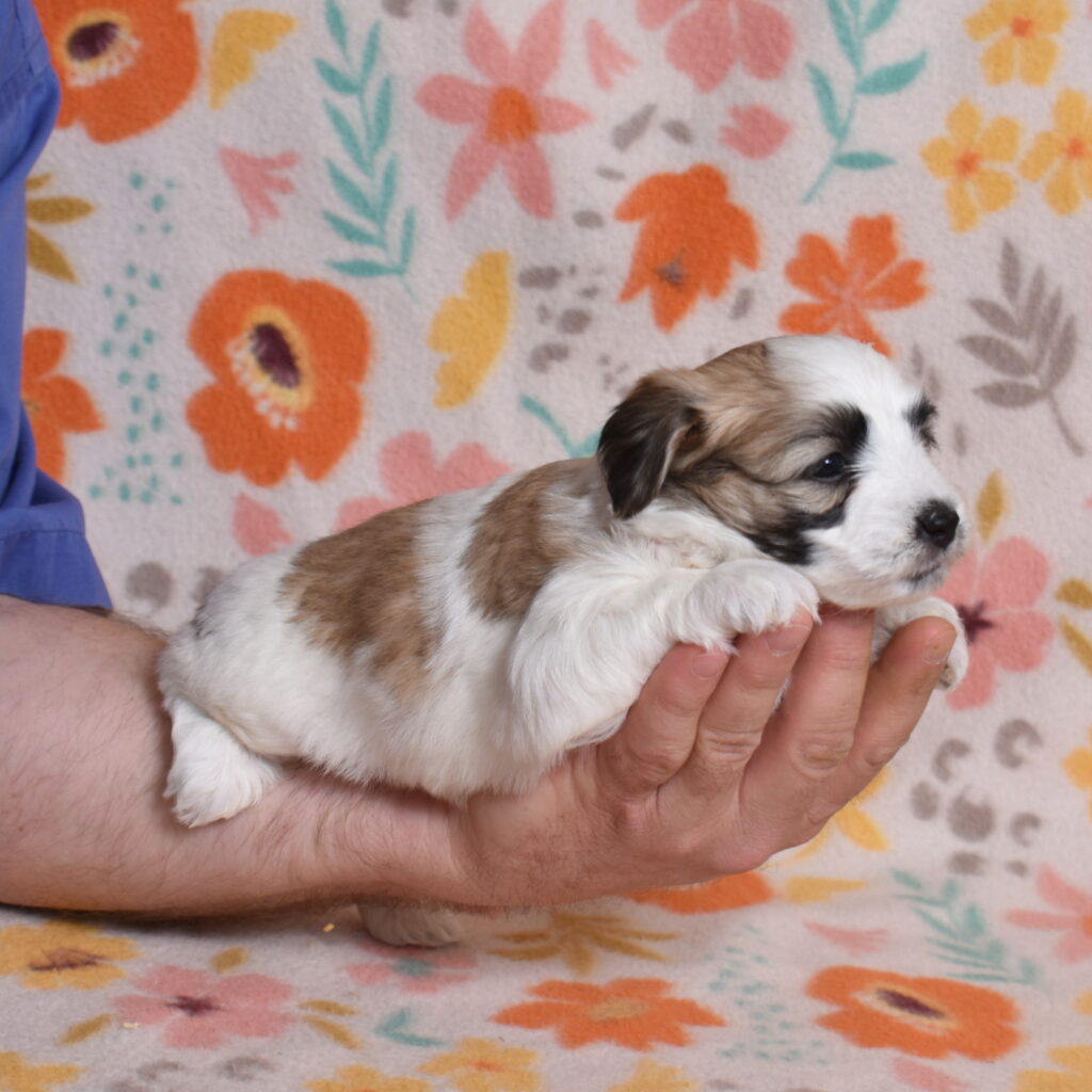small hypoallergenic dogs puppy