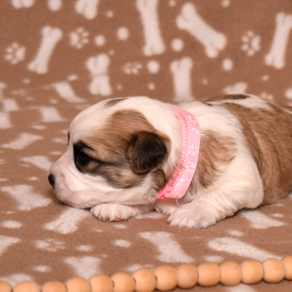 small hypoallergenic dogs puppy