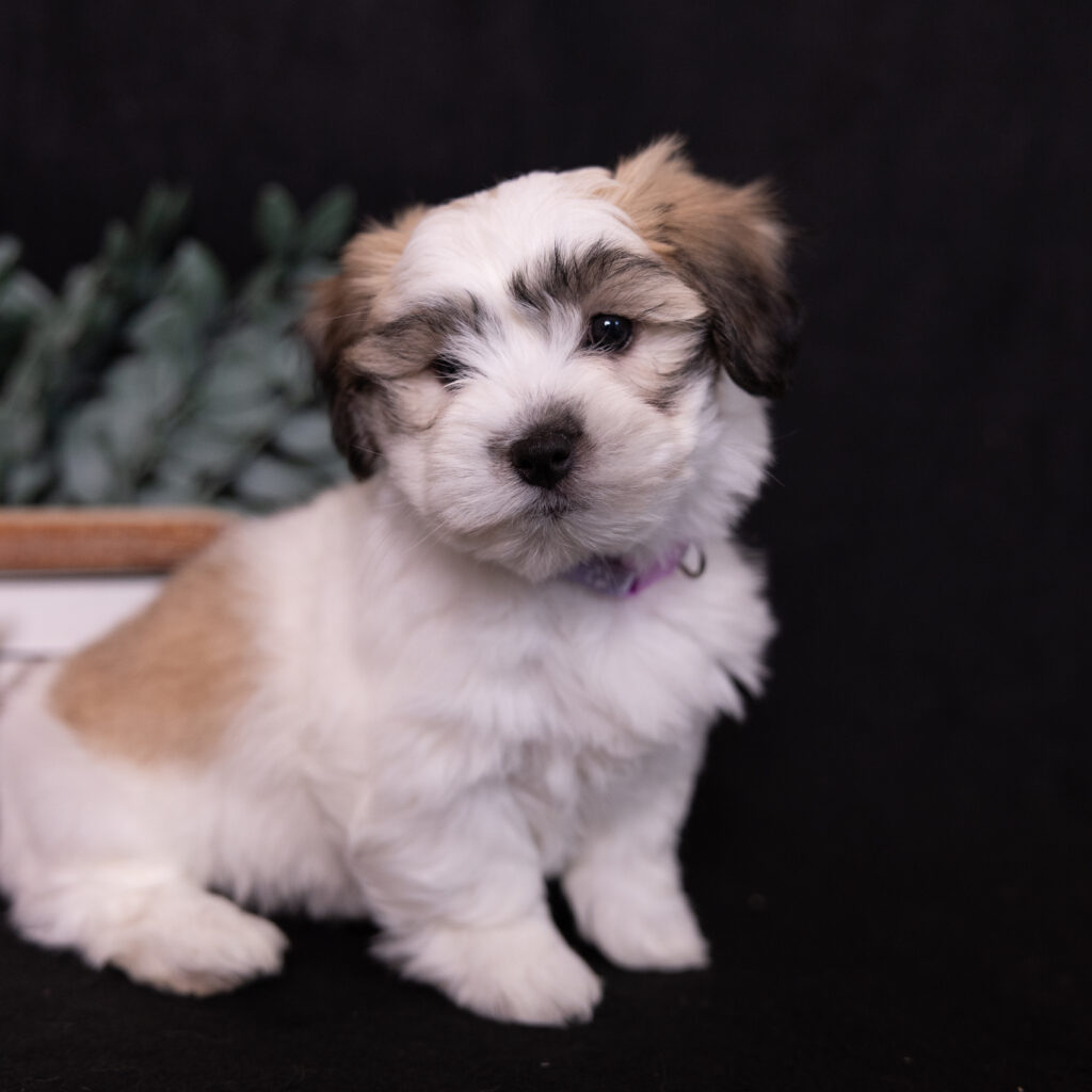 small white dog