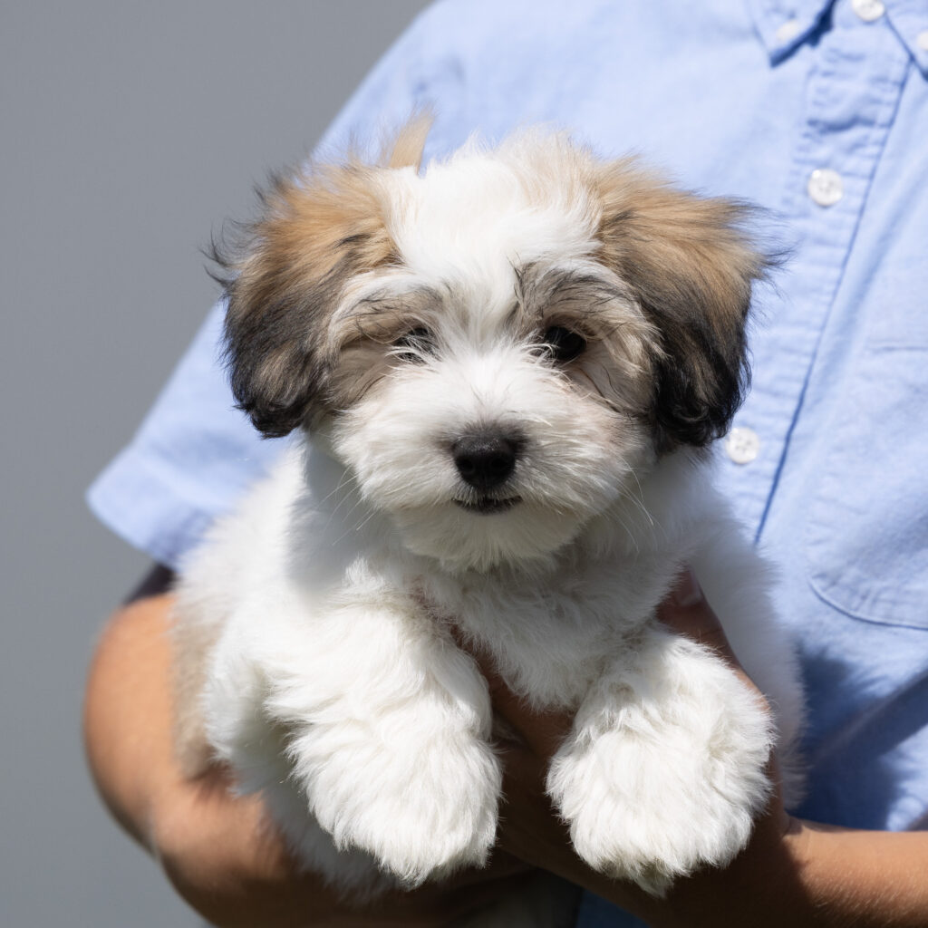 small white dog