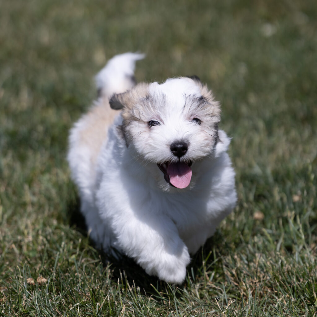 small white dog coton