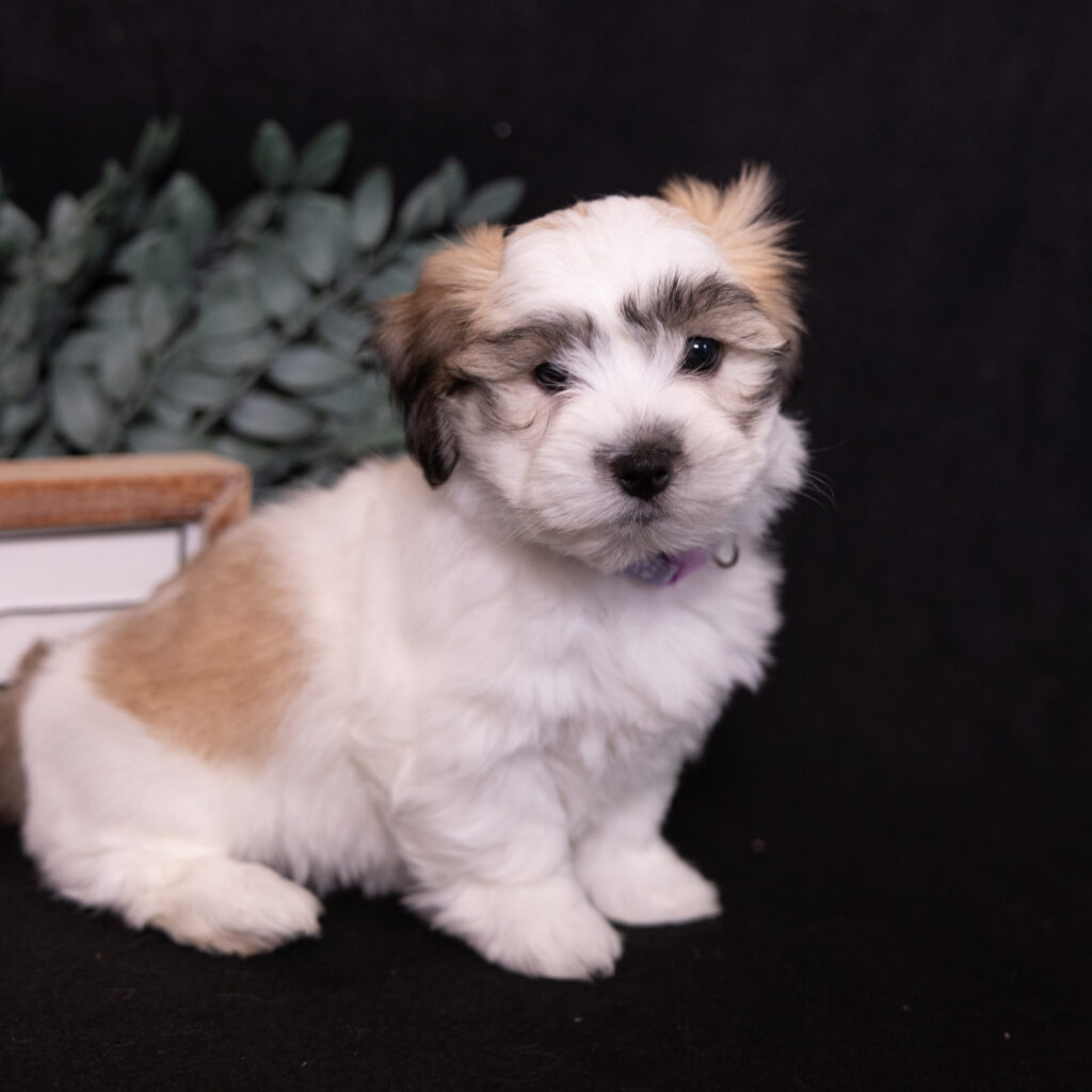 small white dog coton