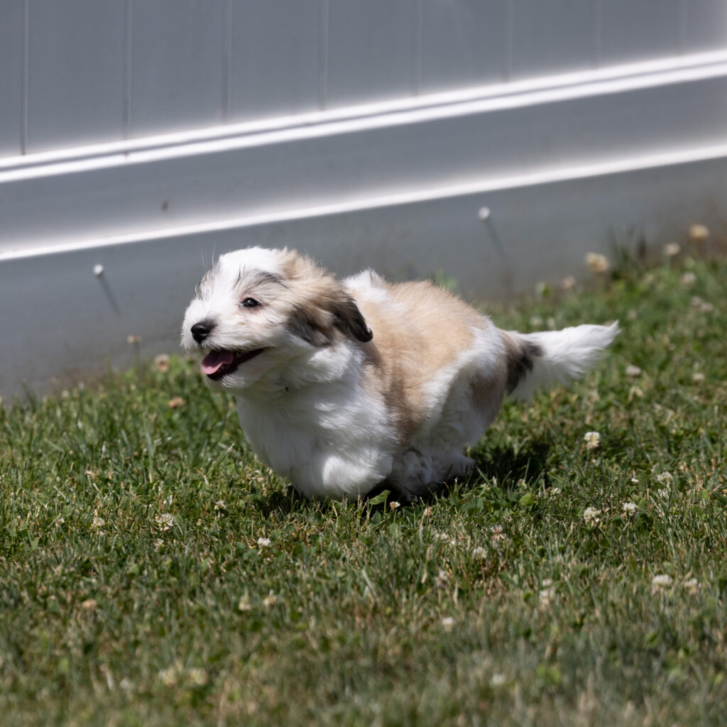 small white dog coton de tulear puppy