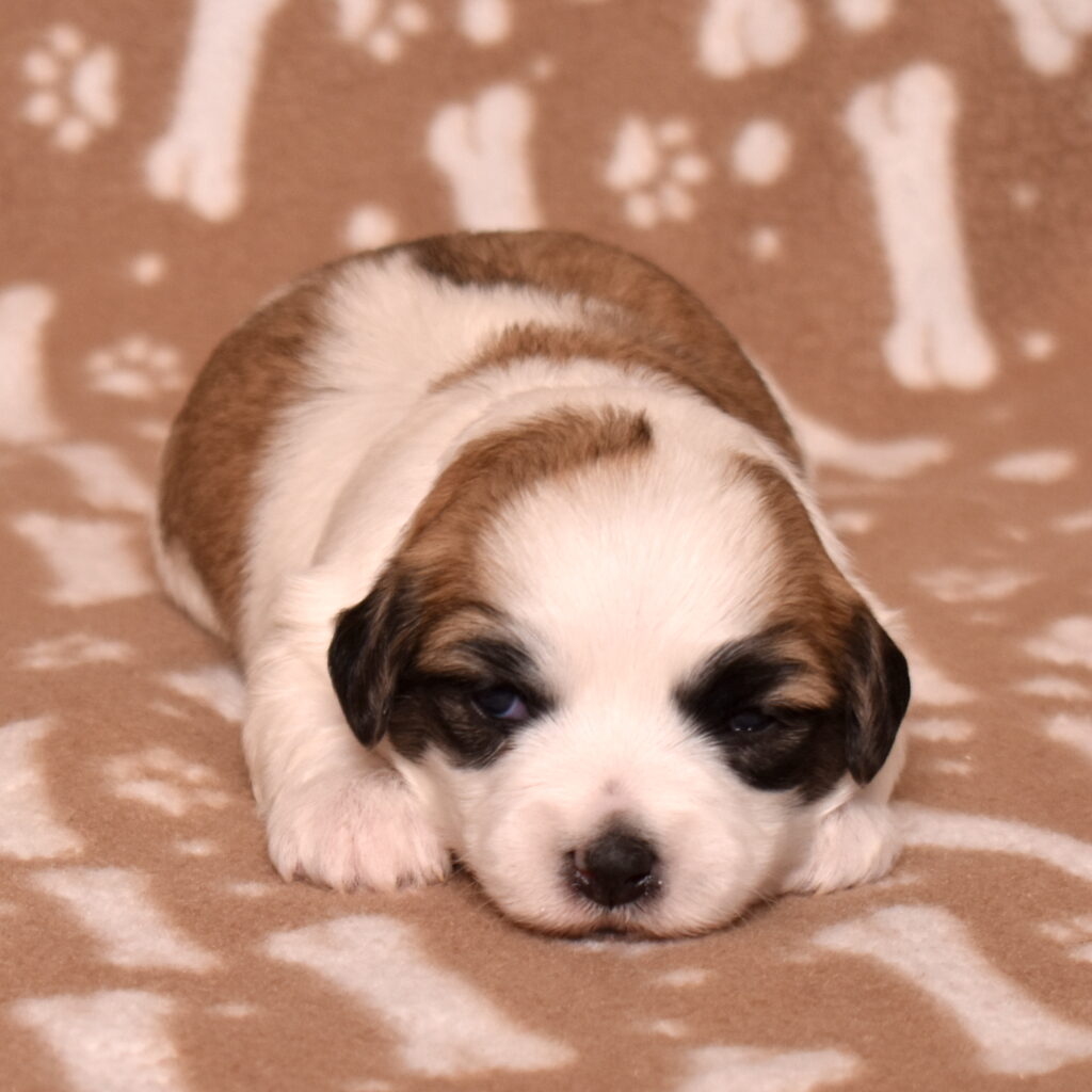 small white dog coton for sale