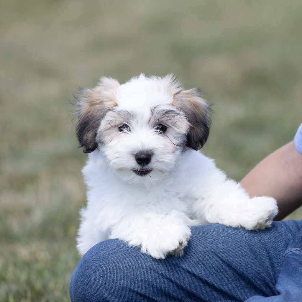 small white dog coton puppies