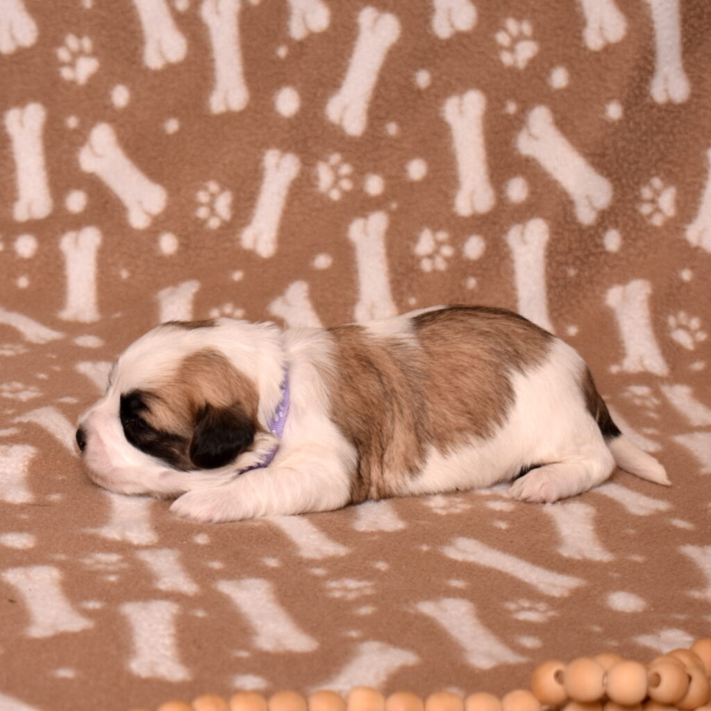 small white dog coton puppy