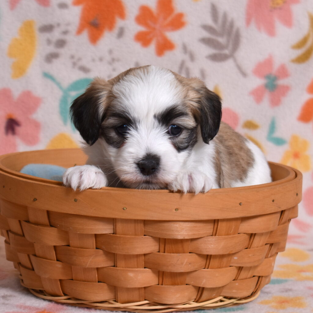 small white dog for sale