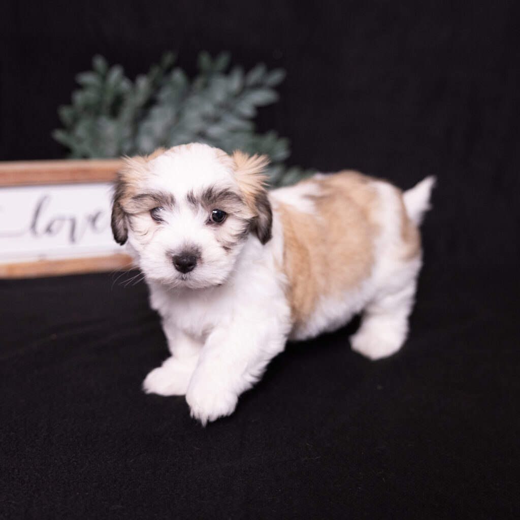 small white dog for sale