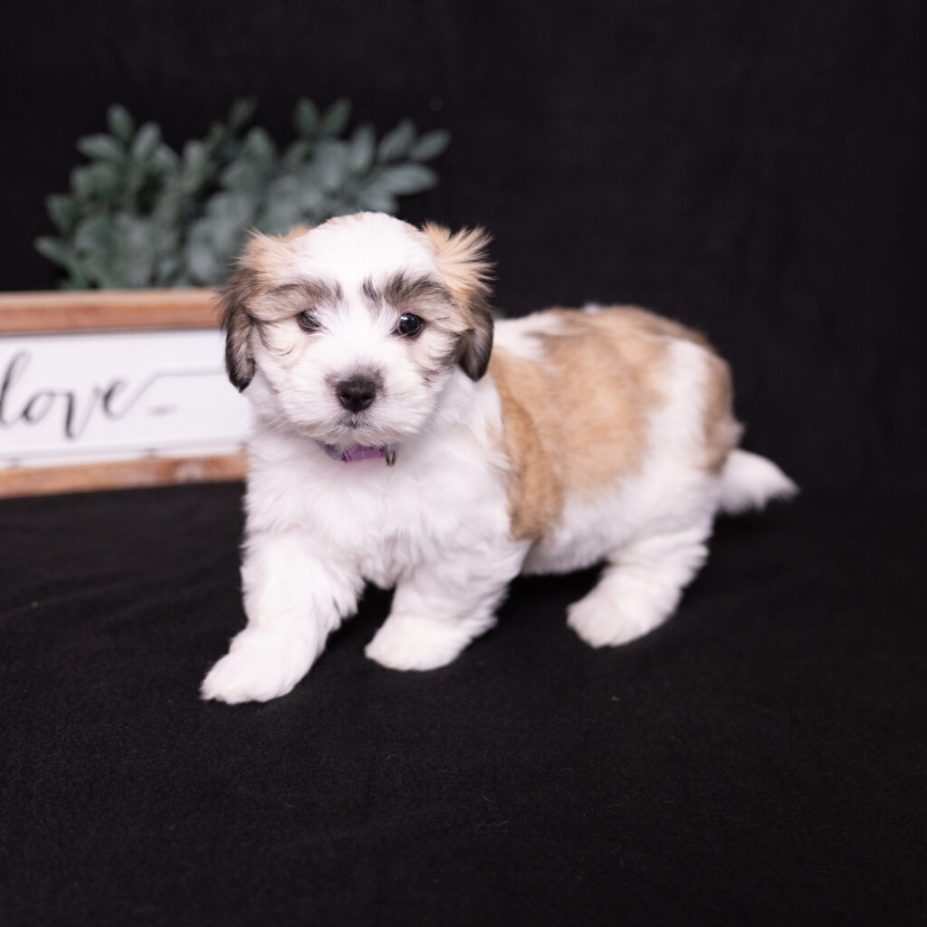small white dog for sale lancaster pa