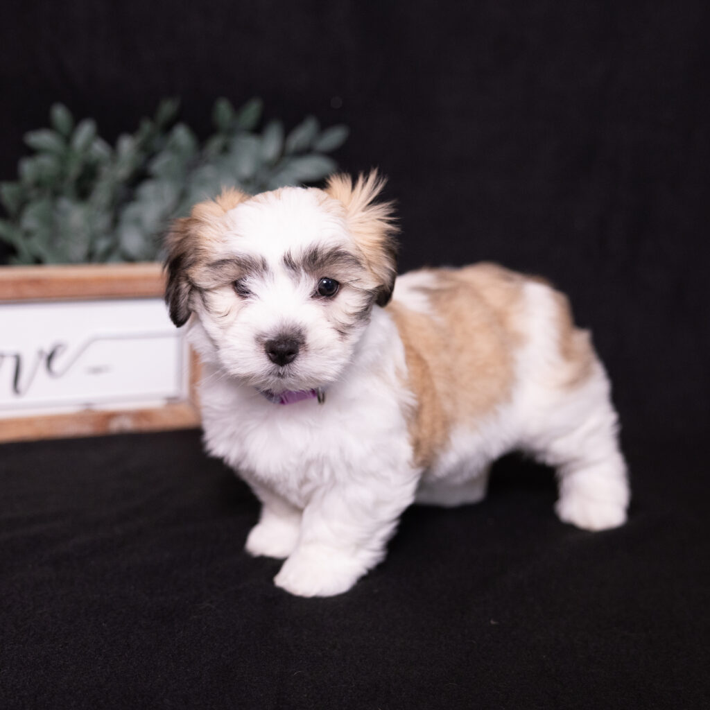 small white dog for sale near me