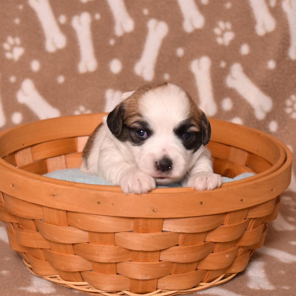 small white dog for sale near me