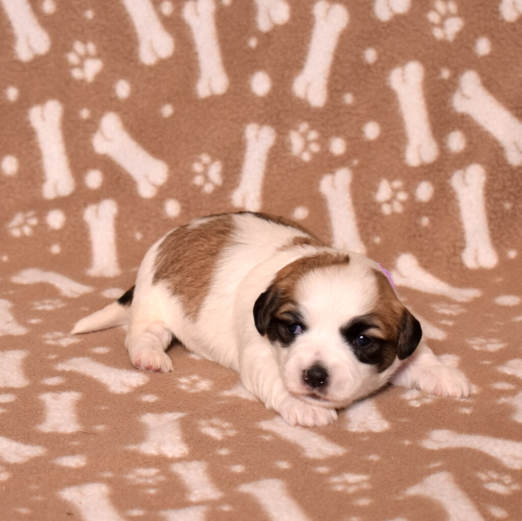 small white dog lancaster pa