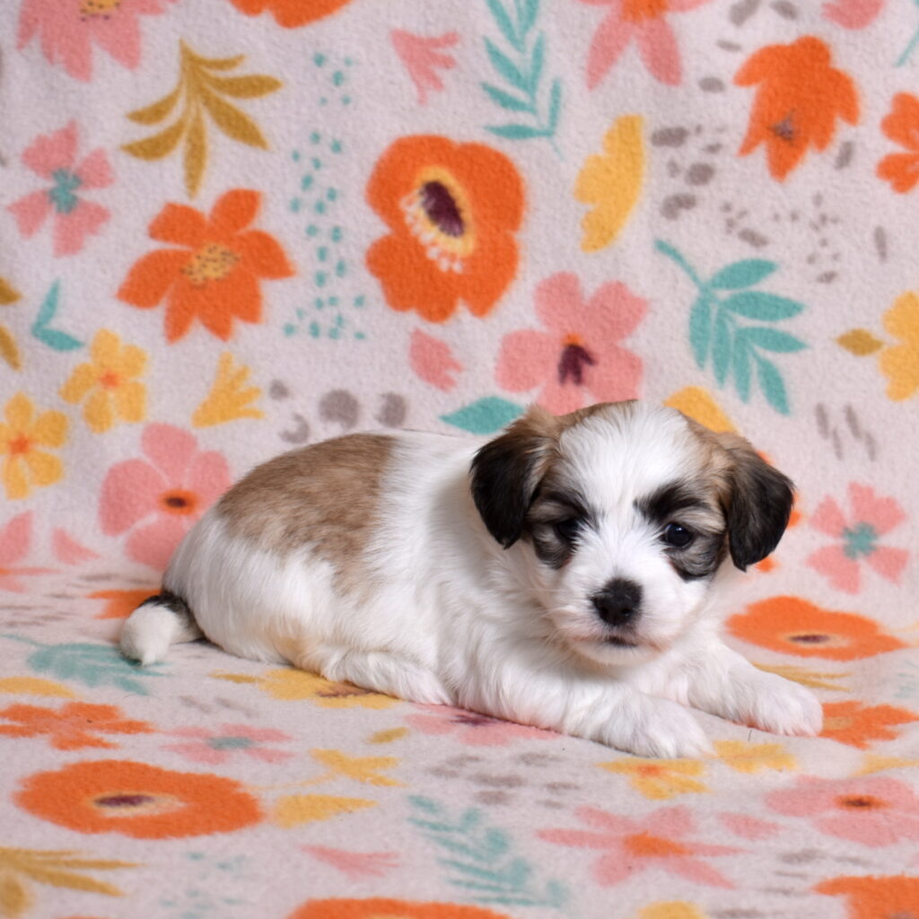 small white dog puppies
